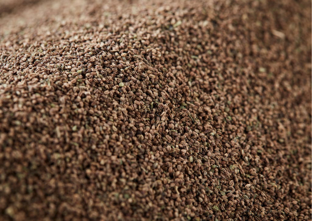 CELERY SEEDS