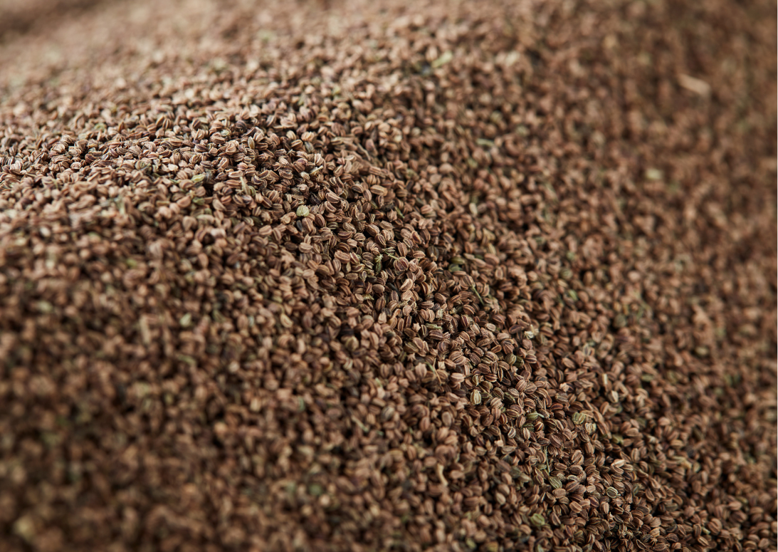 CELERY SEEDS - 50g REFILL POUCH